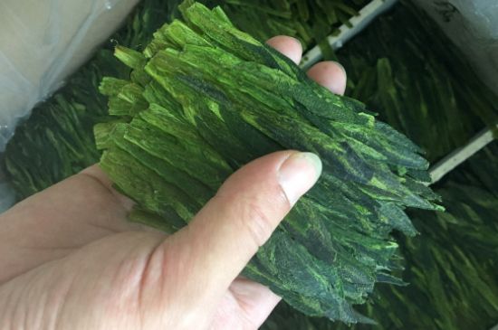 什么綠茶味道濃香，那個綠茶比較濃香？