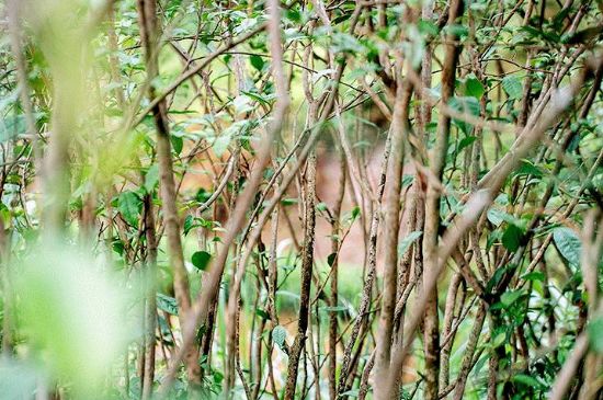 荒野銀針有什么特點(diǎn)，荒野銀針的味道口感咋樣？