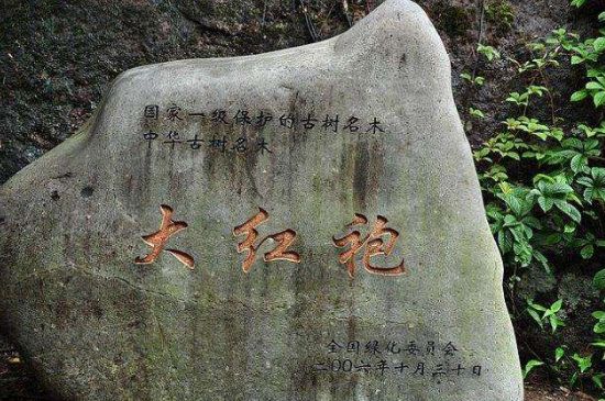 母樹大紅袍給誰喝了，為什么母樹大紅袍叫三棵六株？