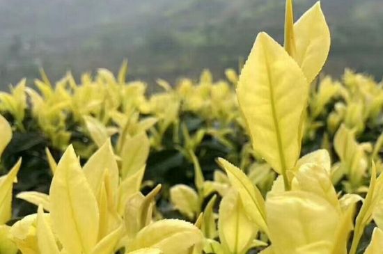 茶中奇葩黃金芽，安吉白茶中黃金芽的特點(diǎn)