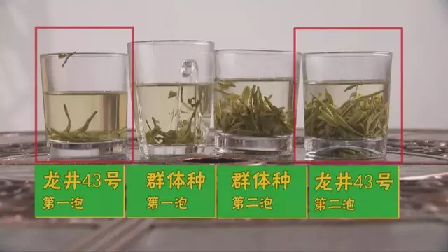 烏牛早和龍井的區(qū)別圖片，龍井43號(hào)和烏牛早茶的對(duì)比