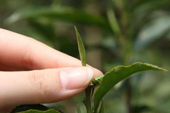 哪種金駿眉好，什么樣的金駿眉比較好