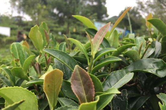 43號(hào)龍井屬于好茶嗎，龍井茶43號(hào)是什么意思？