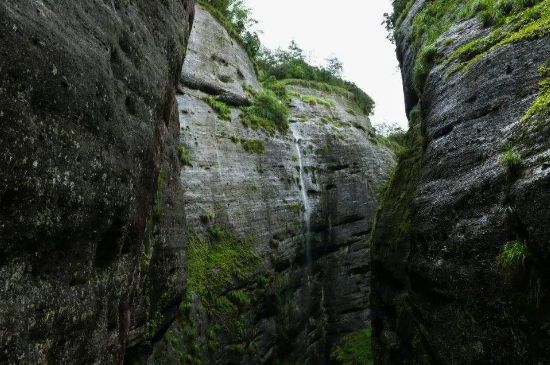 母樹大紅袍給誰喝了，為什么母樹大紅袍叫三棵六株？