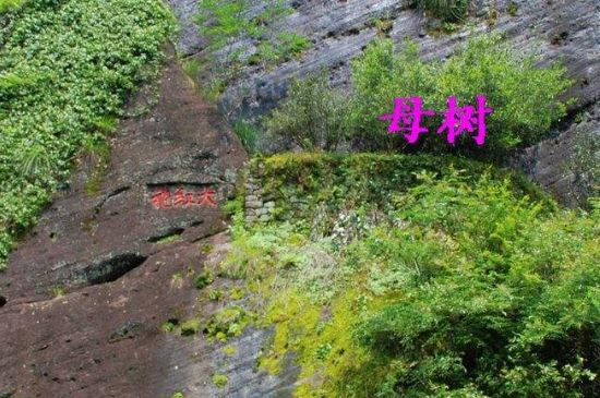 大紅袍拼配什么意思，大紅袍用什么茶拼配的