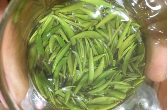 雀舌有一股青草味，雀舌為什么有青草味？