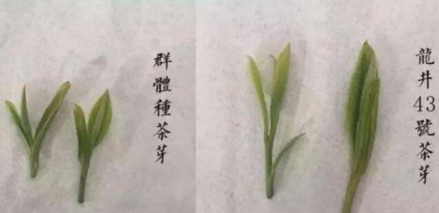 43號(hào)龍井屬于好茶嗎，龍井茶43號(hào)是什么意思？