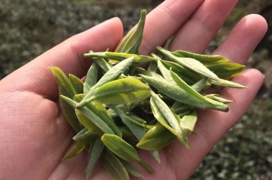 福建什么茶葉最出名，福建名茶有哪些？