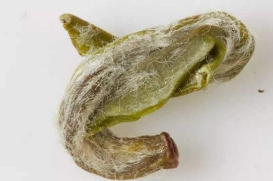 羊巖勾青是綠茶嗎，羊巖勾青茶屬于什么茶？