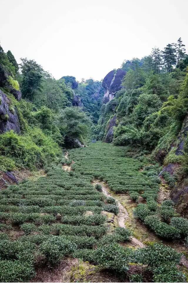武夷山為什么盛產(chǎn)茶葉，武夷山茶為什么好喝？