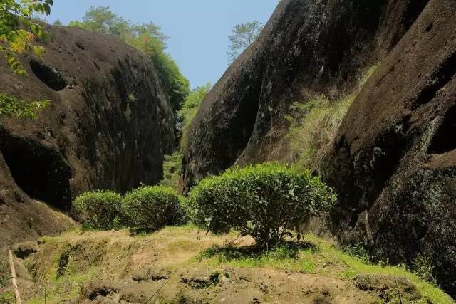 武夷山為什么盛產(chǎn)茶葉，武夷山茶為什么好喝？