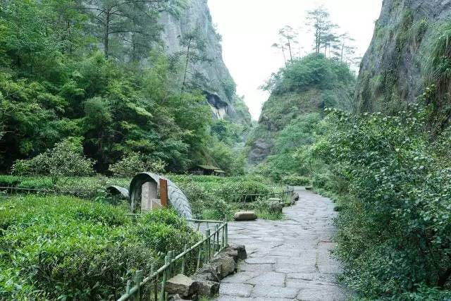 武夷山為什么盛產(chǎn)茶葉，武夷山茶為什么好喝？