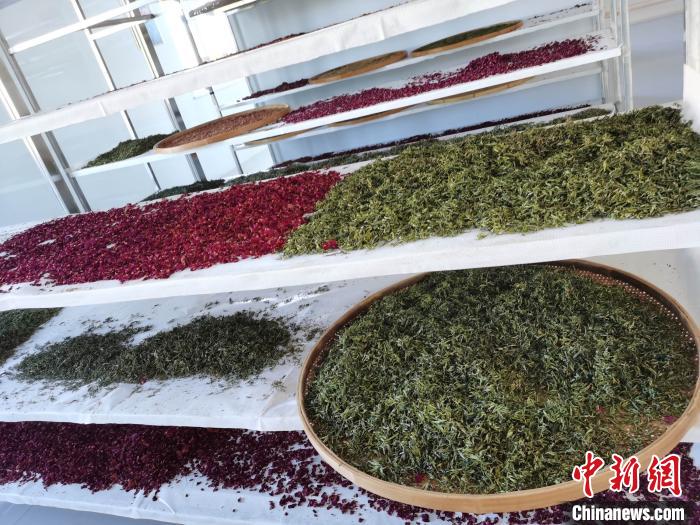 圖為王玲玲收購的各種山茶?！⊥貘Q遠 攝